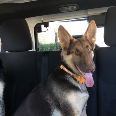 vbhamer's profile picture. Conservative, I love my dogs, #MAGA, #Trump2020
