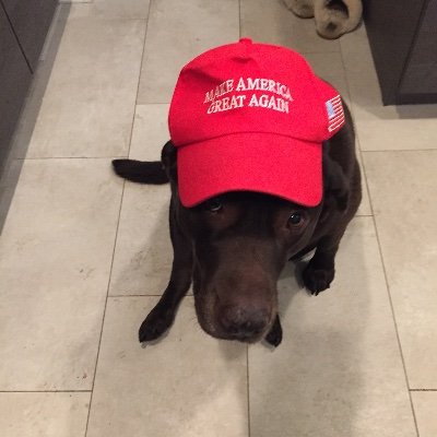 Patriot, Trump Lover, Fripp Island lover!  Dog lover!