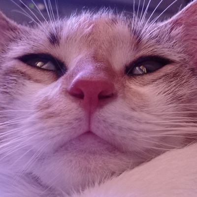 Catさんのプロフィール画像