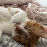 vinny 🧡 thomas, freckles, dumpling (@mykittyvinnie) 's Twitter Profile