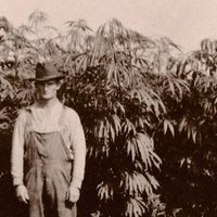 Hemp Action League(@HempActnLeague) 's Twitter Profile Photo