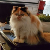 SotanodeJose🇺🇸🙏🇺🇸🗽🎃 (@sotanodej) 's Twitter Profile