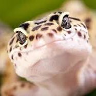 We are a shelter and rehab center located in Illinois catering to bordering states taking in any leopard geckos that need new homes