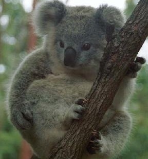 australia50's profile picture. 호주와 한국을 사랑하는 20대 직장인. 2011년은 한국와 호주의 수교  50주년!! 한국와 호주의 우정의 해를 축하드립니다.