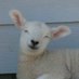 羊羊羊 (@LBEAACVKE) Twitter profile photo