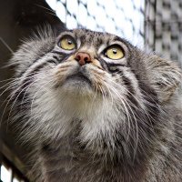 主に猫(@Pallascats114) 's Twitter Profile Photo