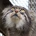 主に猫 (@pallascats114) Twitter profile photo 主に猫 (@pallascats114) Twitter profile photo