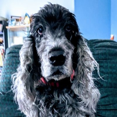 ms_spaniel's profile picture. Love puppies, especially my Gordie & Murphy over the 🌈.
Home currently run by Thomas and Millie. ♥️