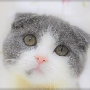 プチマリアビーウエスト大垣 新入りのボスちゃま面白ショット ボストンテリア 子犬 ペットショップ 犬好きさんと繋がりたい プチマリアビーウエスト大垣 新入りのボスちゃま面白ショット ボストンテリア 子犬 ペットショップ 犬好きさんと繋がりたい