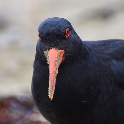 New leader of the Oystercatcher Party. Running an insurgent campaign for #BOTY2020. Came 72nd last time, aiming for 1st this time. Passionate about oysters 🦪.