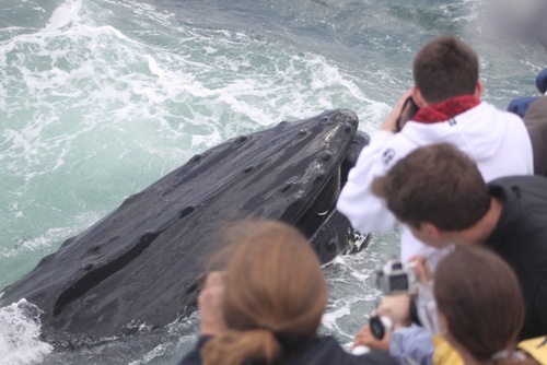 Cape Ann Whale Watch offers whale watching trips out of Gloucester Massachusetts since 1979. Reach us at (800-877-5110)