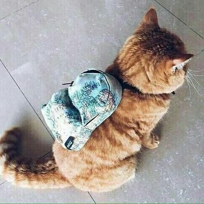 Uwnycorne's profile picture. i hate it here