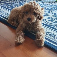 Dororo_ow (@ow_dororo) 's Twitter Profile Photo