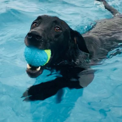 Indoor swimming for you and your dogs - Private Sessions