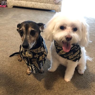 I'm here for the dogs! I love my boys (Reggie and Brodick) more than anything. No negativity please.