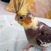オカメインコを探しています(ガン子ちゃん) (@6g2u5rqqiqlsocz) Twitter profile photo