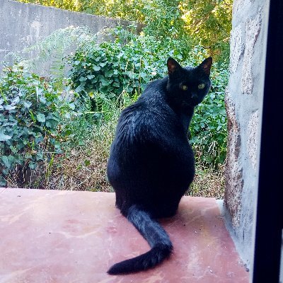 A mí no me mires, solo soy un gato. 
Un gato borde y de Block rapido.

Todo lo que digo es bajo los efectos de drogas legales y alcohol