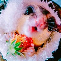 里もも (@satomomo_ncl) 's Twitter Profile