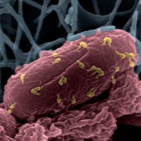 Bacteriophage Lab Institut Pasteur (@phagepasteur) 's Twitter Profile