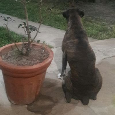 MindoEscalante's profile picture. 