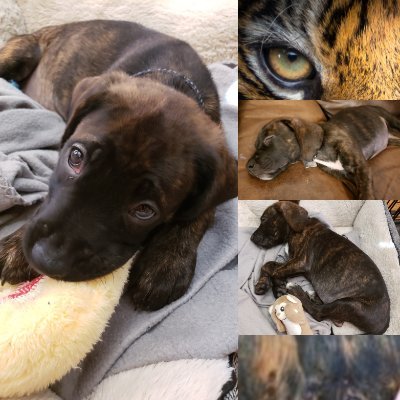 Future SpokesPup
Sharing the POWER of GR8 #PETS & People!
Fresh outta the #Shelter #RescueDog & ready to lead my #BEST #PUPPY #LIFE!!
@Danetanamo is my Dad