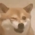 Shiba.gif (@shibogif) Twitter profile photo Shiba.gif (@shibogif) Twitter profile photo