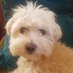 luckylouie (@littleladdlou) Twitter profile photo luckylouie (@littleladdlou) Twitter profile photo