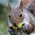 Greglovessquirrelsandnuts (@greggutfield801) Twitter profile photo Greglovessquirrelsandnuts (@greggutfield801) Twitter profile photo
