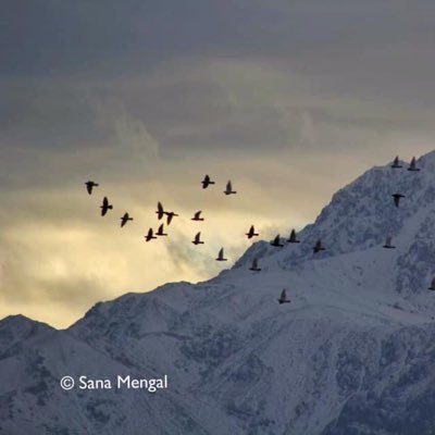 saneemengal's profile picture. I’m a free spirit floating around in the mysterious realms, searching for something I’m yet to define.