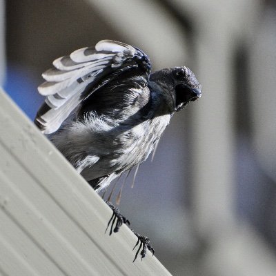 public servant by night 🏛🌌🦉 • sound sleeper by day 🌥💤 • often but not always down for bikey-bike fun 🚲 • wonders: What *Would* Western Scrub-Jay Do?