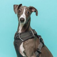 Welly the Whippet (@whippetsnippets) 's Twitter Profile