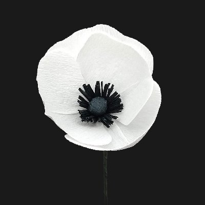 WhitePoppy9's profile picture. Just trying to make world peace... no biggy