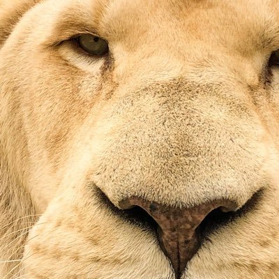 Lincolnshire Wildlife Park, housing some of the World’s most endangered species...Family Fun, Fundraising, Competitions & Local Support with our annual events!