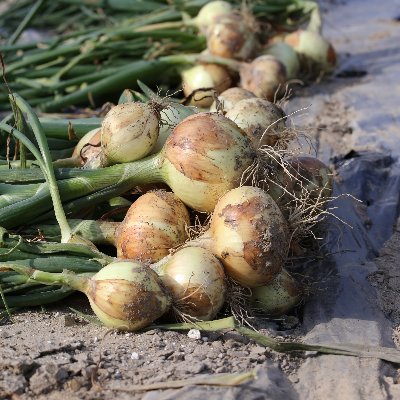 ひらっち フリーライター 農家の経済自由人 X1s30hnsggw9aqb Twitter