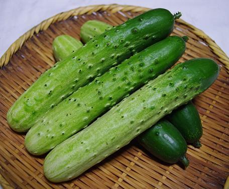 sagamihanjiro's profile picture. 神奈川県のきゅうり専作農業生産法人です。昭和46年創業【㈲城島園芸】から平成27年より【(株)湘南きゅうり園】と名称変更致しました。美味しいきゅうりの提供に努めます。また、神奈川伝統野菜【幻のきゅうり  相模半白節成】の栽培研究に取り組んでいます。