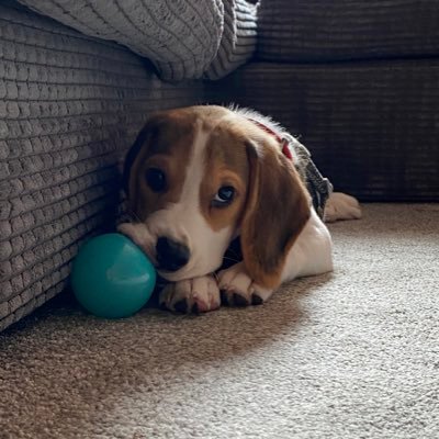 🐾02.06.2020🐾 🐶                           Hi! I’m Tucker #beagle 🏡📍 UK 🇬🇧 / Poland 🇵🇱 💯 cute but wild.