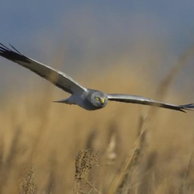 20th year of the IHHWS. Monitoring Hen Harriers during the non-breeding period to promote the awareness and conservation of this special bird.