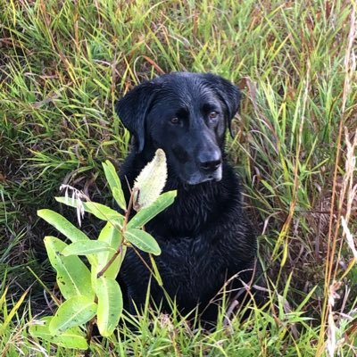 scottmeyer8's profile picture. North Central Iowa 🦆🐾🦌🚜