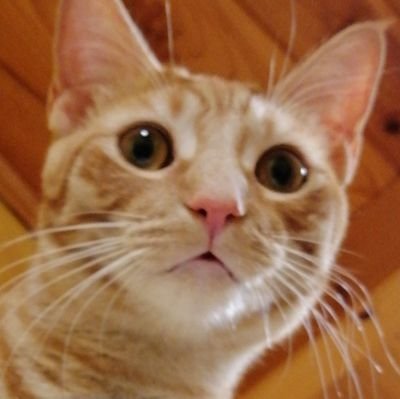 melopさんのプロフィール画像