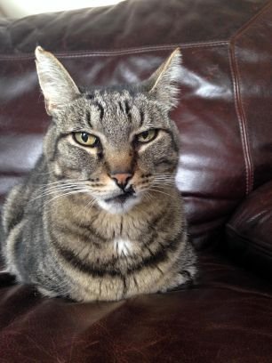 nizamy88's profile picture. 