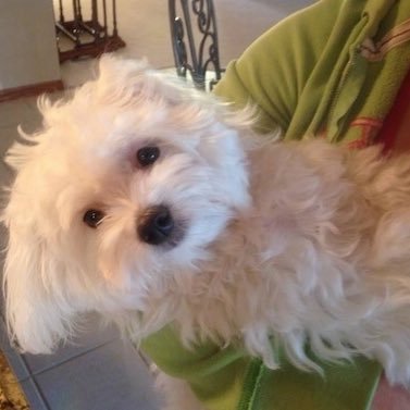 fredric87738679's profile picture. Selling different types of dogs