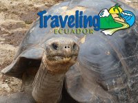 Ecuador Travel Guide - Guía Turística de Ecuador - Galapagos Islands, Amazon, Hotels - Islas Galápagos, Amazonia, Hoteles, Restaurantes, Bares y mas
