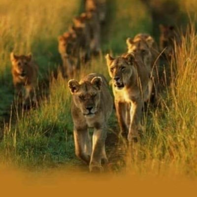 samirbakul's profile picture. 