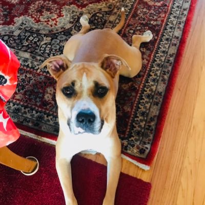 TherealMrsDarcy's profile picture. My Important Nothings