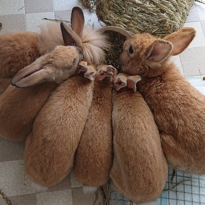 Lue_muta's profile picture. 邦ロックとLIVE好きです。たまに洋楽も。気まぐれに呟きます。大のうさぎ好き、うさバカです。
うちの子🐰まめ太🐰俐玖🐰心美🐰ひまわり(吉野川ハイウェイオアシスにあった小屋出身、2020/6/17出産)🐰ララ🦁(ひまわりの子ども)
避妊・去勢済み
縁あって里子に来てくれました🎶
みんな可愛い☺