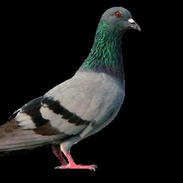 pombomec's profile picture. pruᅠᅠᅠᅠᅠ