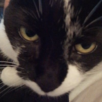 fifizecat's profile picture. I only accept disdain from cats and from fast cyclists when I join their ride.