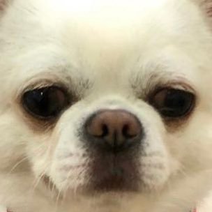 Yuki Mari Love 命 ゴルゴ松本 おもしろ犬 チワペキ ペキチワ Chihuahua Pug パグ 愛犬 ブサカワ チワスタグラム パグスタグラム 愛犬 Chihuahuastagram Pugstagram 多頭飼い Mix犬 ミニパグ 白犬 T Co P3ao3i8ksg Yuki Mari Love 命 ゴルゴ松本 おもしろ犬 チワペキ ペキチワ Chihuahua Pug パグ 愛犬 ブサカワ チワスタグラム パグスタグラム 愛犬 Chihuahuastagram Pugstagram 多頭飼い Mix犬 ミニパグ 白犬 T Co P3ao3i8ksg