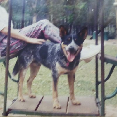 Lorrain82147311's profile picture. ✌, Justice, Climate Change,  Vulnerable, At one with nature, Love interacting with people. LNP are criminals! 🐯