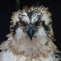 Foulshaw Ospreys(@Foulshaw2) 's Twitter Profile Photo